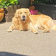 Uno a rejoint le concours — aidez-le/la à gagner de superbes lots ! golden_retriever, dog, pet, outdoor, sunlight, relaxed, laying_down, garden, plants, flower_pot, greenery, concrete, summer, canine, animal, nature, daylight, domestic_animal, fur, peaceful