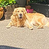 golden_retriever, dog, pet, outdoor, sunlight, relaxed, laying_down, garden, plants, flower_pot, greenery, concrete, summer, canine, animal, nature, daylight, domestic_animal, fur, peaceful