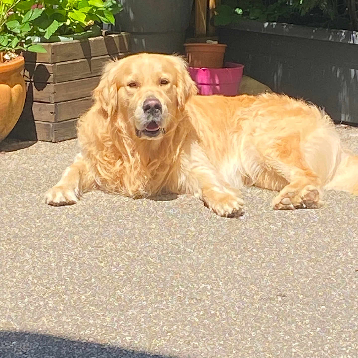Uno a rejoint le concours — aidez-le/la à gagner de superbes lots ! golden_retriever, dog, pet, outdoor, sunlight, relaxed, laying_down, garden, plants, flower_pot, greenery, concrete, summer, canine, animal, nature, daylight, domestic_animal, fur, peaceful