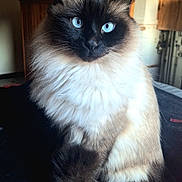 Léo a rejoint le concours — aidez-le/la à gagner de superbes lots ! cat, blue_eyes, fluffy_fur, indoor, pet, animal, portrait, sitting, close_up, feline, domestic_cat, long_hair, brown_and_white, whiskers, cute, cozy, soft_light, calm, furry_tail, focused