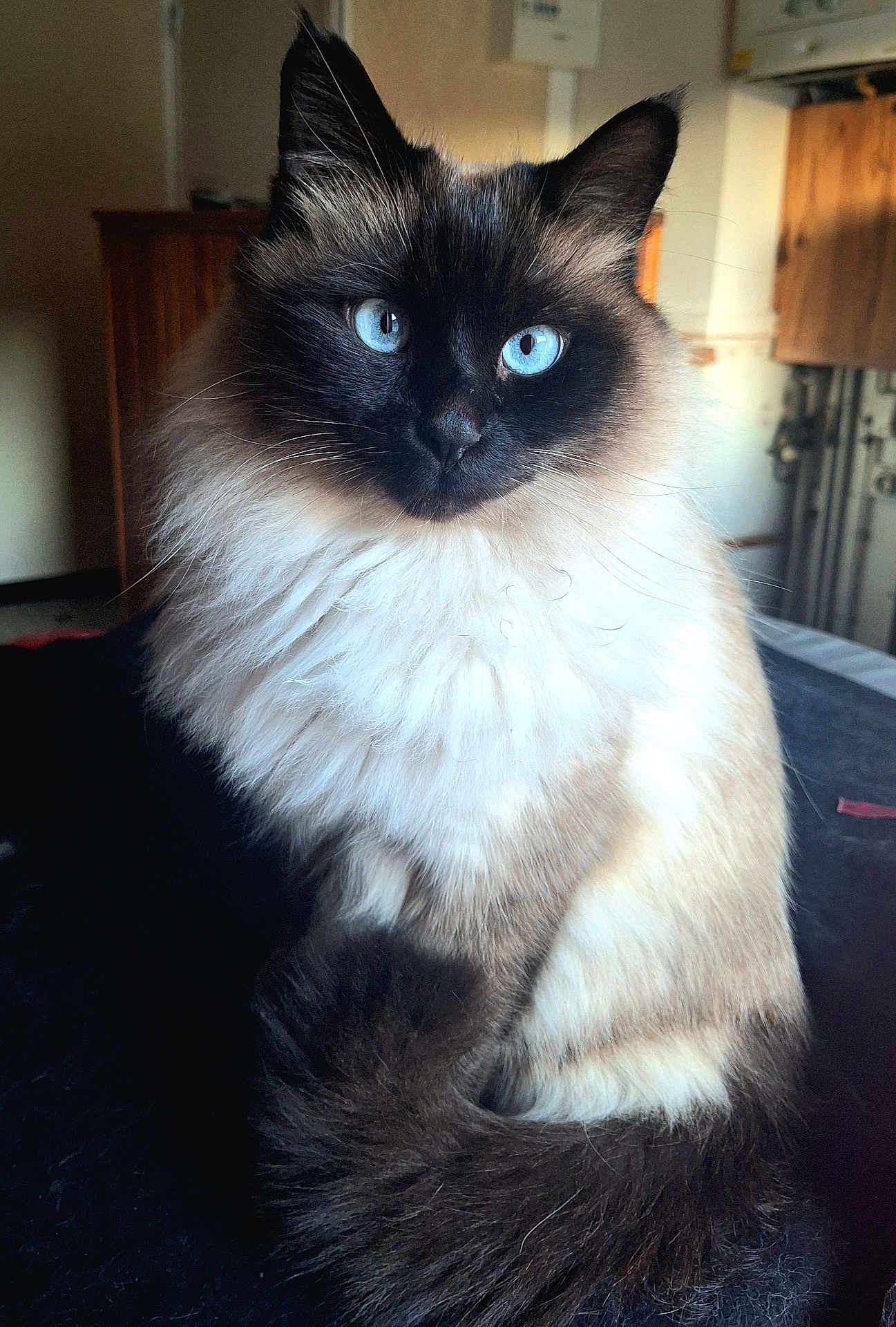 Léo a rejoint le concours — aidez-le/la à gagner de superbes lots ! cat, blue_eyes, fluffy_fur, indoor, pet, animal, portrait, sitting, close_up, feline, domestic_cat, long_hair, brown_and_white, whiskers, cute, cozy, soft_light, calm, furry_tail, focused