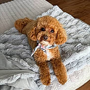 Luna joined the competition — help win amazing prizes! dog, poodle, pet, apricot, curly_fur, scarf, blanket, bed, indoor, floor, wooden_floor, table, glass_table, cozy, cute, animal, fur, lying_down, home, comfort