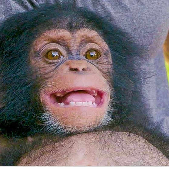 Mya is registered to the contest to win money with this photo: adaptation, close_up, common_chimpanzee, flesh, fur, gesture, grass, macaque, organism, paw, primate, sitting, snout, terrestrial_animal, thumb, wildlife, wrinkle