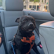 Pappi a rejoint le concours — aidez-le/la à gagner de superbes lots ! dog, pet, black_dog, harness, leash, car_interior, back_seat, leather_seat, passenger, sitting, smile, teeth, domestic_animal, window, building, city, sunlight, urban, happy, canine
