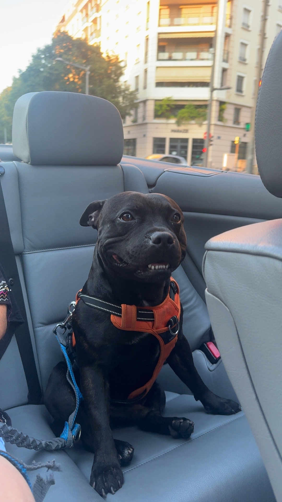 Pappi a rejoint le concours — aidez-le/la à gagner de superbes lots ! dog, pet, black_dog, harness, leash, car_interior, back_seat, leather_seat, passenger, sitting, smile, teeth, domestic_animal, window, building, city, sunlight, urban, happy, canine