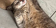 Mimine a rejoint le concours — aidez-le/la à gagner de superbes lots ! animal, cat, closeup, cozy, cute, domestic_cat, feline, floor, fur, indoor, paw, pet, relaxed, resting, scratching_post, sleepy, soft, tabby, tile, whiskers