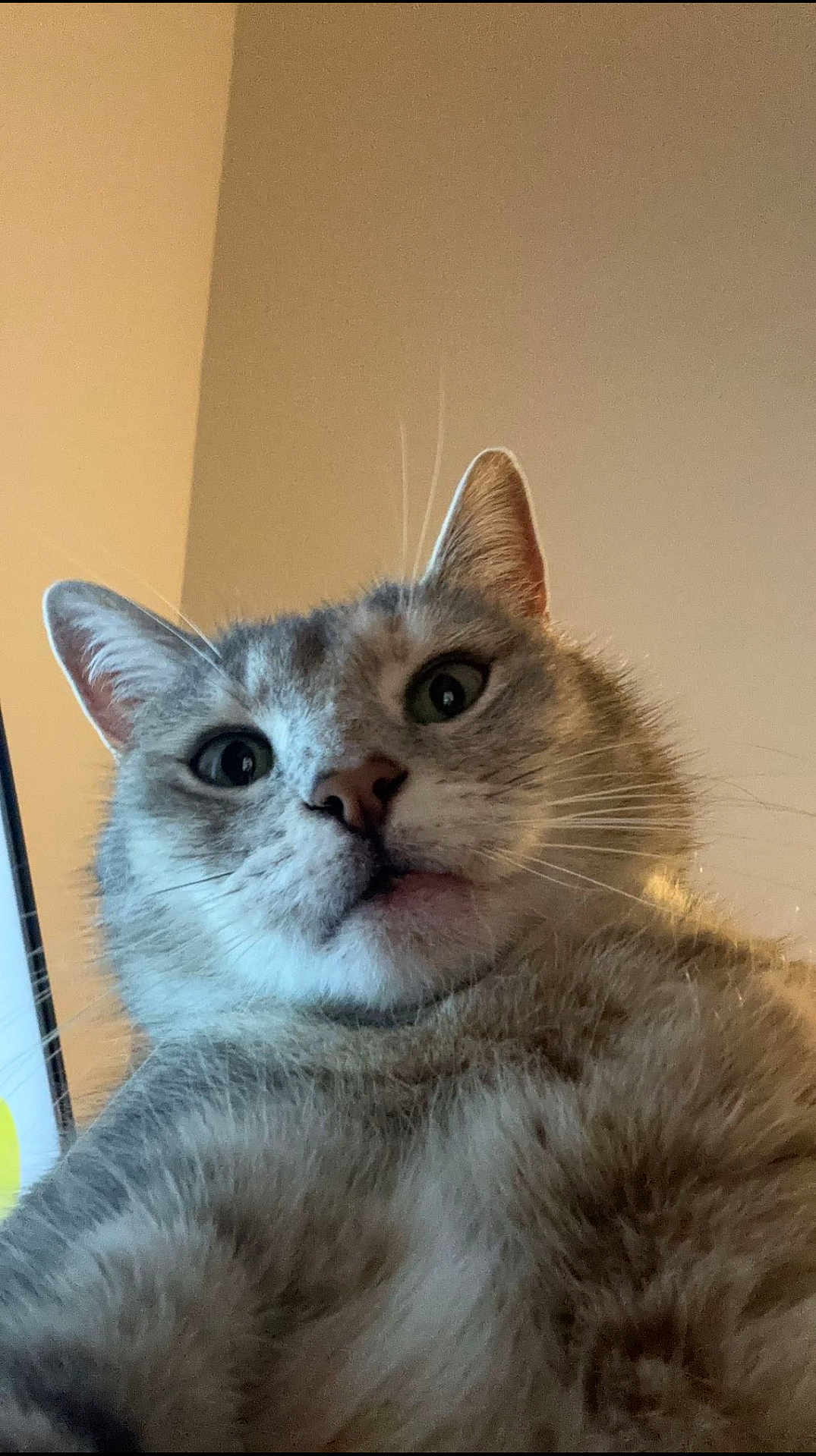 Mimine participe au concours pour gagner de l'argent avec cette photo : cat, closeup, low_angle, indoor, fur, whiskers, ears, eyes, nose, face, curious, pet, animal, mammal, domestic, feline, portrait, expression, soft_light, background