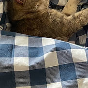 Mimine participe au concours pour gagner de l'argent avec cette photo : cat, sleeping, blanket, blue, white, checkered, cozy, fur, pet, resting, domestic, indoor, comfort, relaxation, animal, cute, paw, side_view, bed, soft