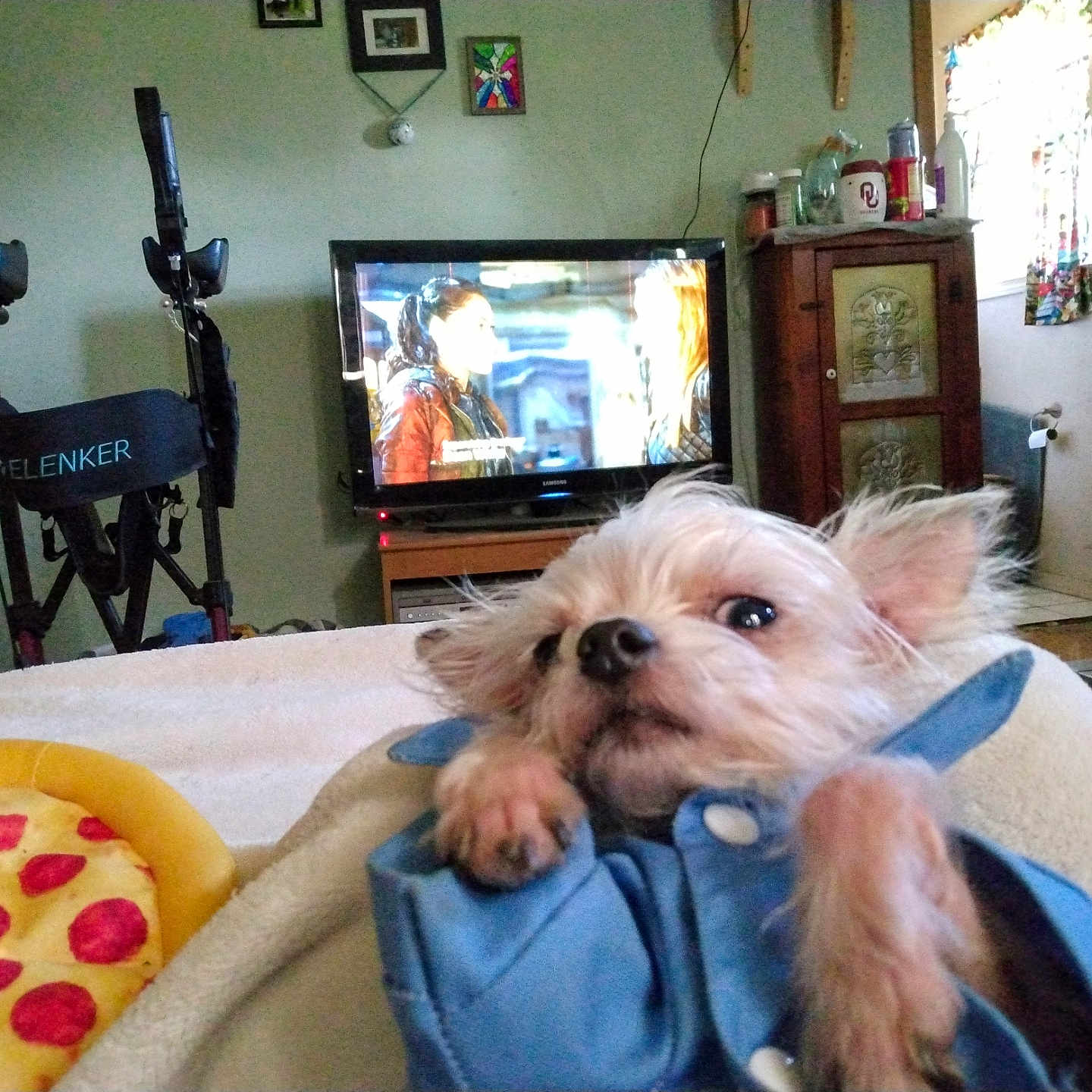 Boomer joined the competition — help win amazing prizes! animal, architecture, building, canine, computerhardware, couch, dog, electronics, entertainmentcenter, face, furniture, hardware, indoors, livingroom, monitor, person, pet, room, screen, tv