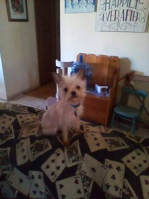 Boomer is registered to the contest to win money with this photo: carnivore, chair, comfort, companion_dog, couch, dog, dog_breed, dog_supply, fawn, felidae, floor, flooring, furniture, hardwood, interior_design, picture_frame, small_to_medium_sized_cats, toy_dog, whiskers, wood