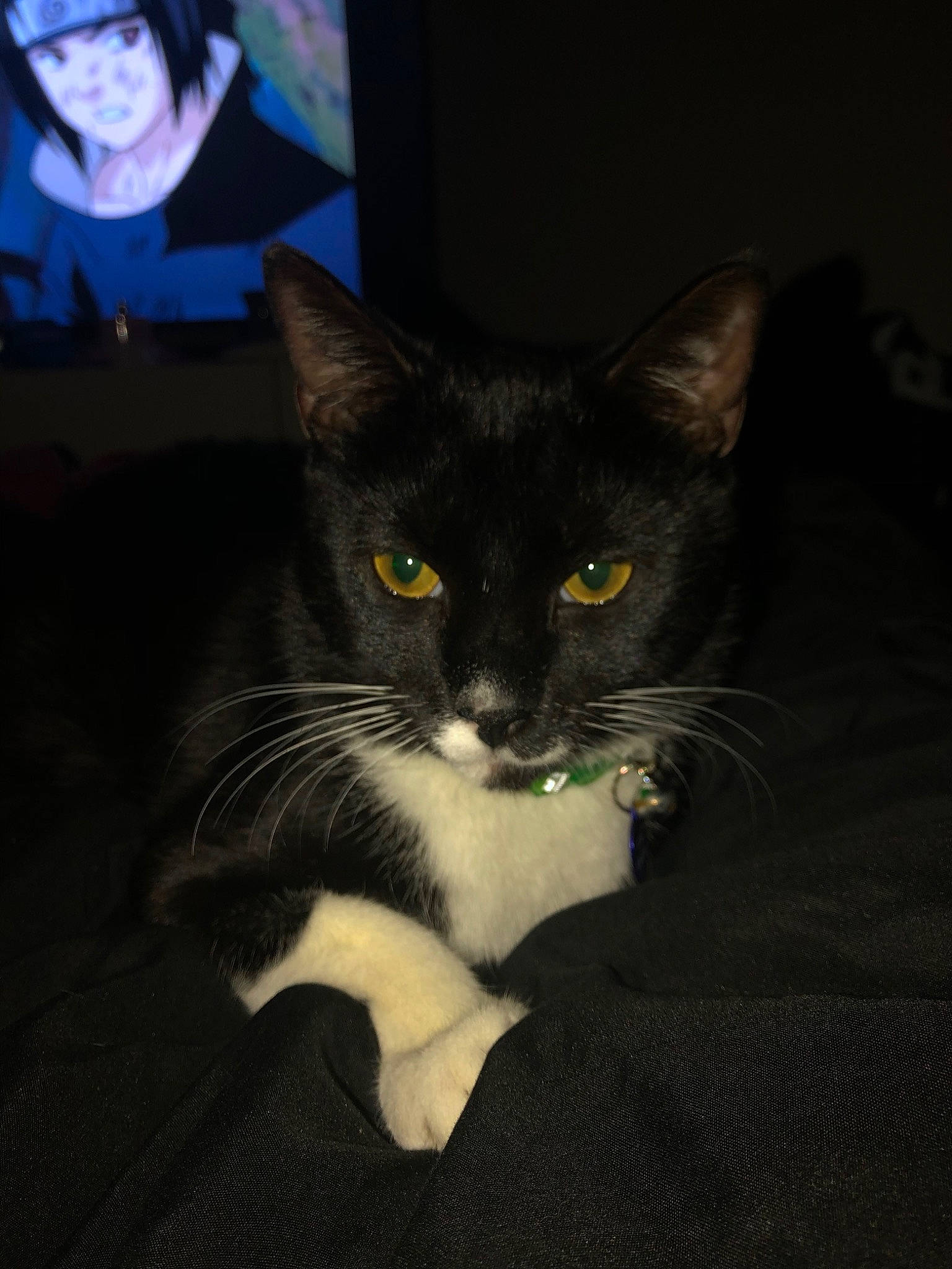 Kuma is registered to the contest to win money with this photo: asian, black, black_and_white, black_cat, burmese, carnivore, cat, domestic_short_haired_cat, ear, eye, felidae, kitten, mammal, polydactyl_cat, small_to_medium_sized_cats, snout, whiskers