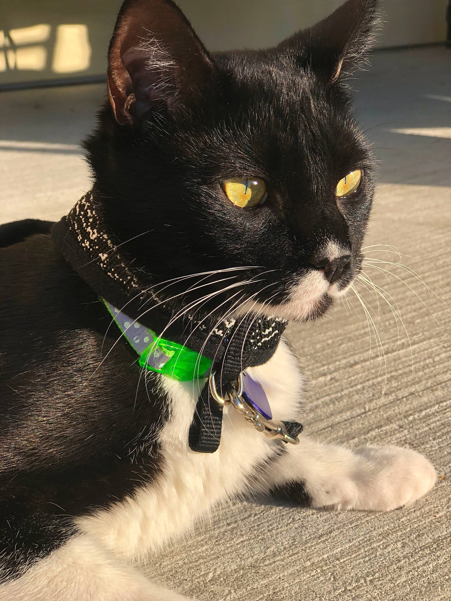 Kuma is registered to the contest to win money with this photo: asian, black, black_and_white, black_cat, bombay, carnivore, cat, collar, domestic_short_haired_cat, fashion_accessory, felidae, fur, mammal, small_to_medium_sized_cats, snout, tail, whiskers