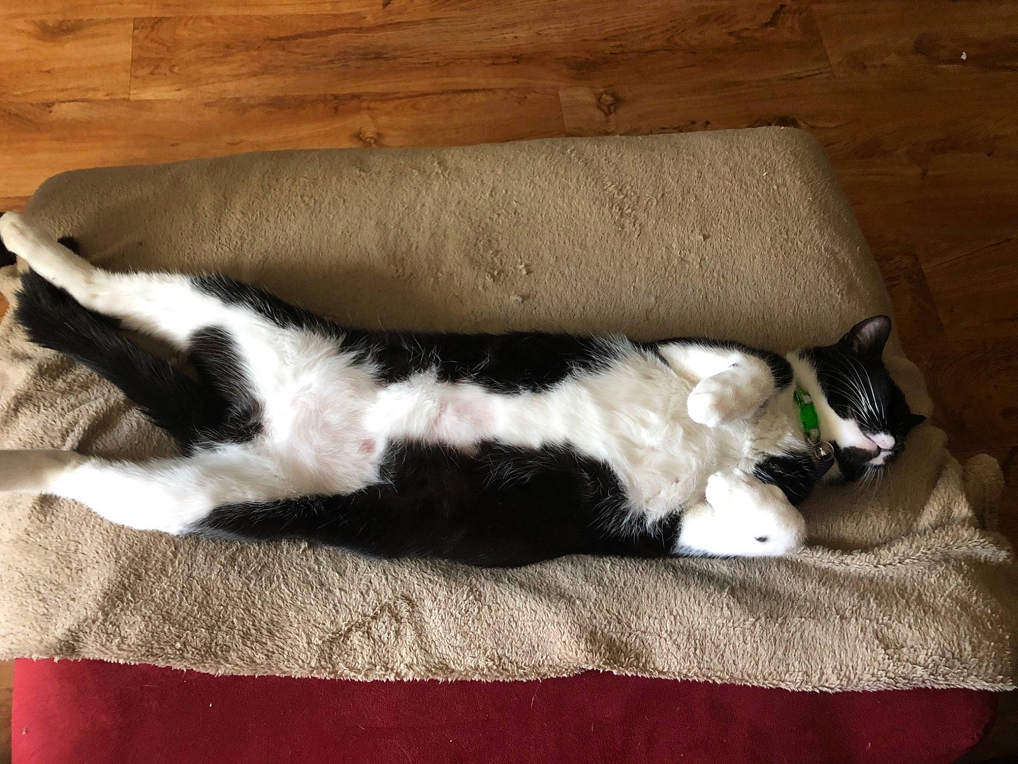 Kuma joined the competition — help win amazing prizes! canidae, carnivore, cat, domestic_short_haired_cat, felidae, paw, polydactyl_cat, small_to_medium_sized_cats, tail, whiskers