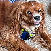 Elmo joined the competition — help win amazing prizes! dog, pet, smiling, collar, tag, fur, carpet, indoor, relaxed, cute, animal, brown_fur, wavy_fur, closeup, happy, tongue, ears, laying_down, home, blanket