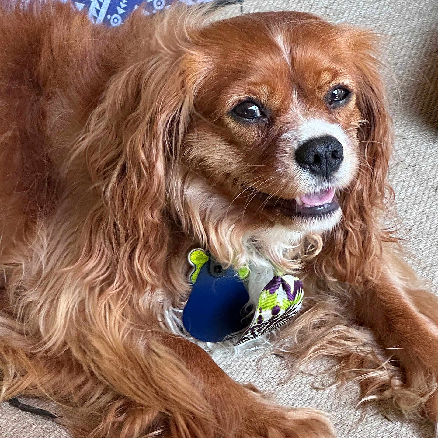 Elmo joined the competition — help win amazing prizes! animal, blanket, brown_fur, carpet, closeup, collar, cute, dog, ears, fur, happy, home, indoor, laying_down, pet, relaxed, smiling, tag, tongue, wavy_fur