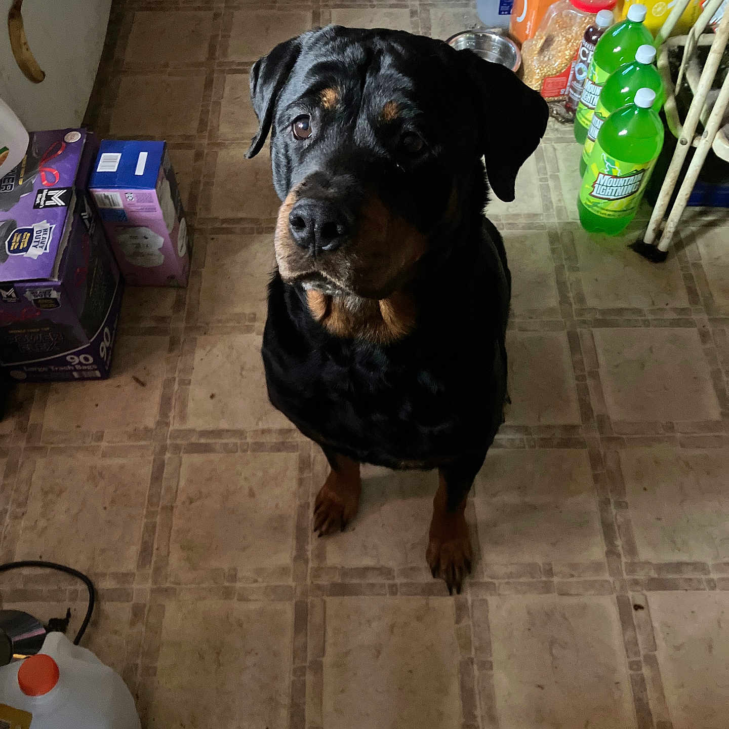 Ginger is registered to the contest to win money with this photo: animal, black_dog, bottle, brown_markings, canine, container, dog, domestic_animal, floor, flooring, food_packaging, household_items, indoor, kitchen, looking_up, pet, plastic_bottle, rottweiler, tile_floor, water_jug