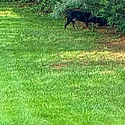 Ginger is registered to the contest to win money with this photo: dog, grass, greenery, outdoor, nature, animal, black_dog, yard, sunlight, shadow, plant, sniffing, canine, summer, daylight, tree, leaves, pet, field, park