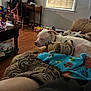 Shunka is registered to the contest to win money with this photo: dog, indoor, sleeping, couch, blanket, toy, boots, wooden_floor, lamp, window, furniture, relaxing, collar, home, person, legs, colorful, living_room, cozy, casual