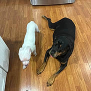 Shunka is registered to the contest to win money with this photo: dog, rottweiler, small_dog, white_dog, black_dog, wooden_floor, indoor, kitchen, cabinet, appliance, stainless_steel, pet, animal, flooring, paw, footwear, camo_boot, walking, lying_down, companion