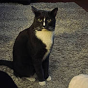 Jack is registered to the contest to win money with this photo: animal, carpet, cat, cozy, curious, domestic_cat, floor, fur, furniture, green_eyes, home, indoor, looking_at_camera, pet, portrait, rug, sitting, tuxedo_cat, whiskers, white_paws
