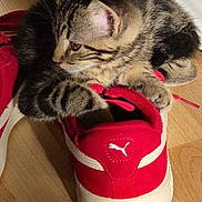 Gatsby participe au concours pour gagner de l'argent avec cette photo : animal, casual, cat, curious, domestic_cat, flooring, home, indoor, kitten, paper_bag, paw, pet, playful, puma_logo, red_shoe, shoe, sneaker, tabby, wooden_floor, young_cat