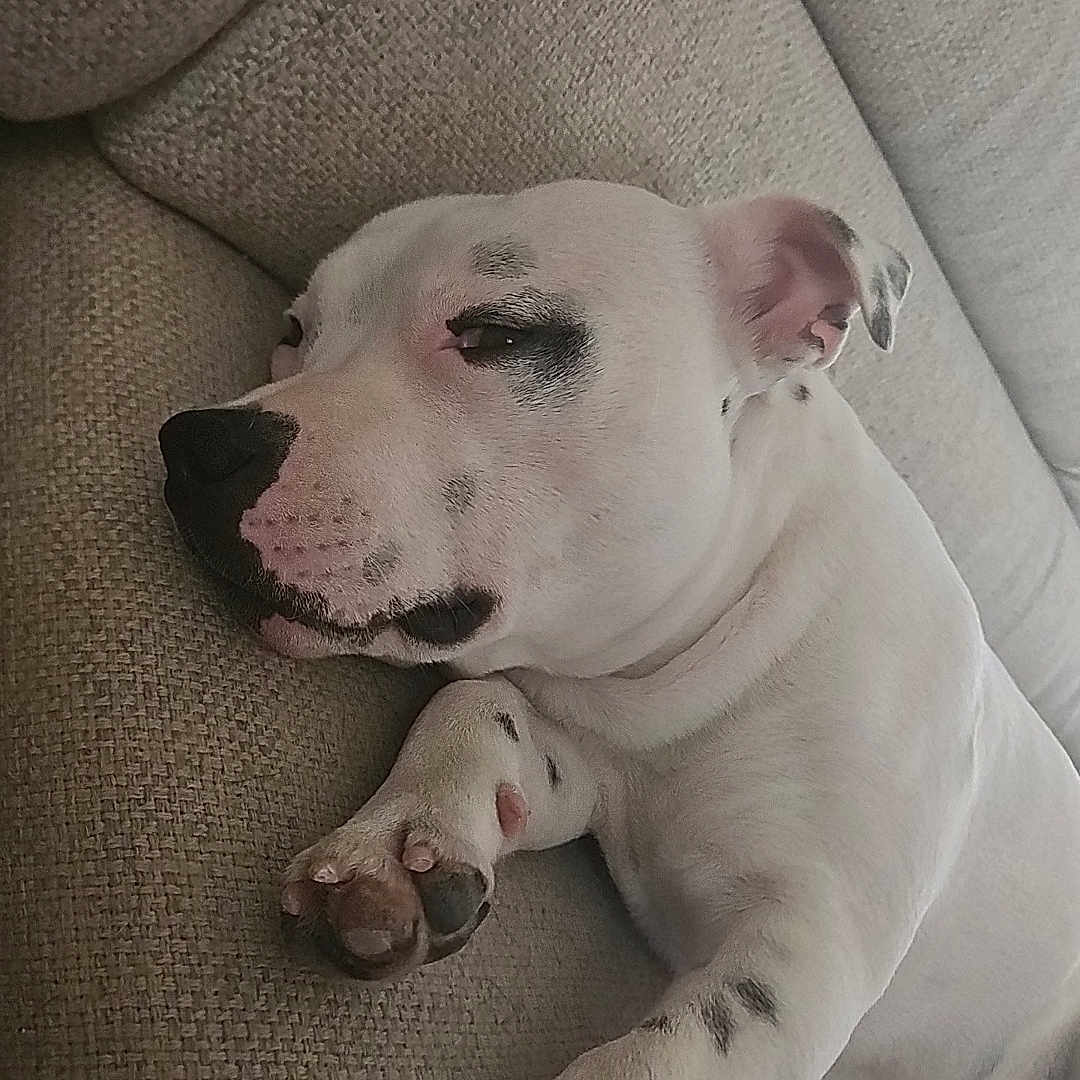 Venom participe au concours pour gagner de l'argent avec cette photo : animal, black_spots, closeup, comfort, couch, cozy, dog, ear, fur, home, indoor, laying_down, paw, pet, quiet, relaxed, resting, sleeping, snout, white_dog
