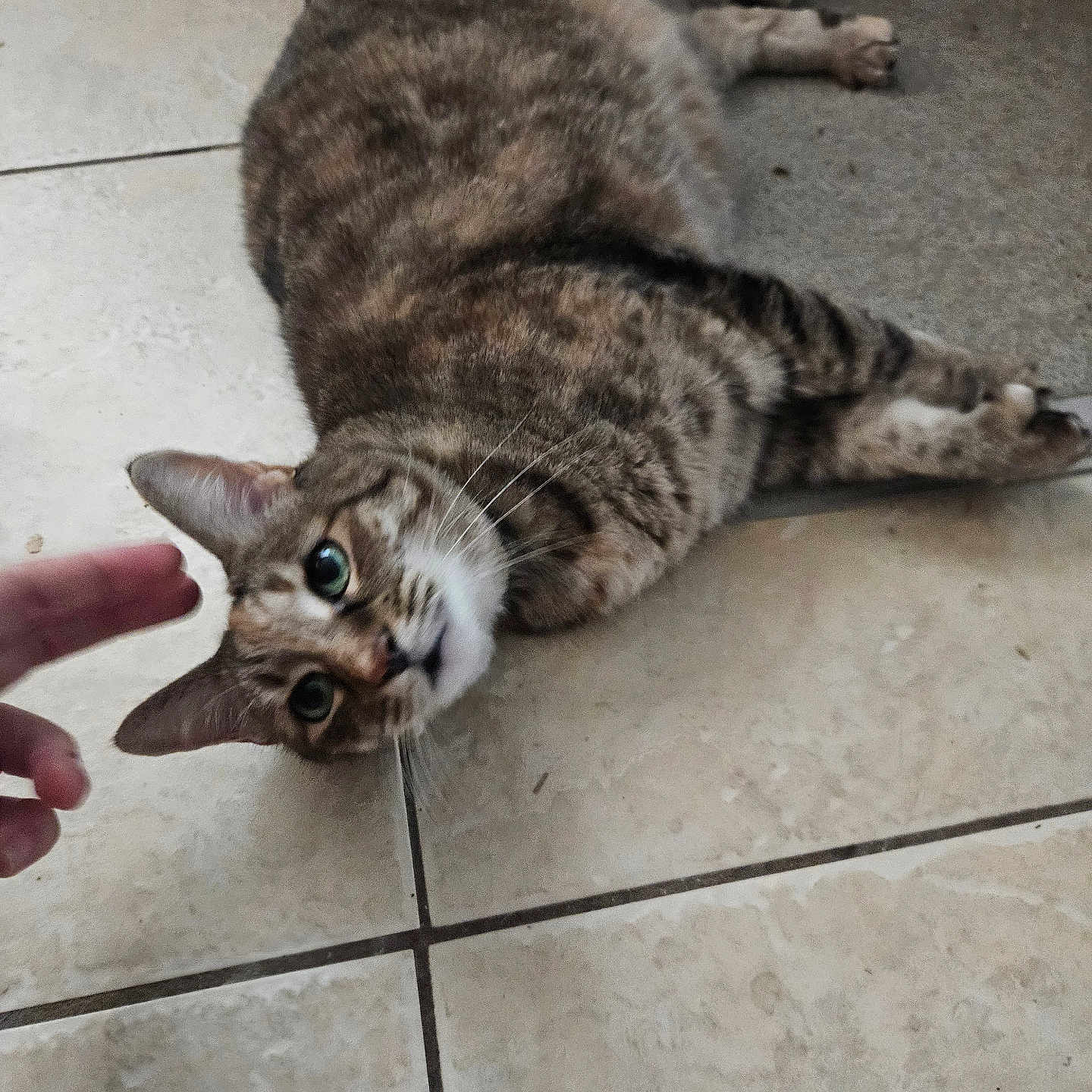 Ophelia is registered to the contest to win money with this photo: abyssinian, accessories, animal, baby, bodypart, cat, egyptiancat, finger, hand, hardwood, kitten, leash, manx, person, pet, siamese, sleeping, strap, tile, wood