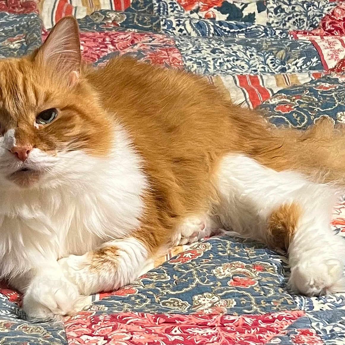 Murphy joined the competition — help win amazing prizes! animal, bed, cat, closeup, cute, domestic_cat, ears, floral_pattern, fluffy, fur, indoor, lying_down, orange_cat, paws, pet, quilt, relaxed, tail, whiskers, white_fur