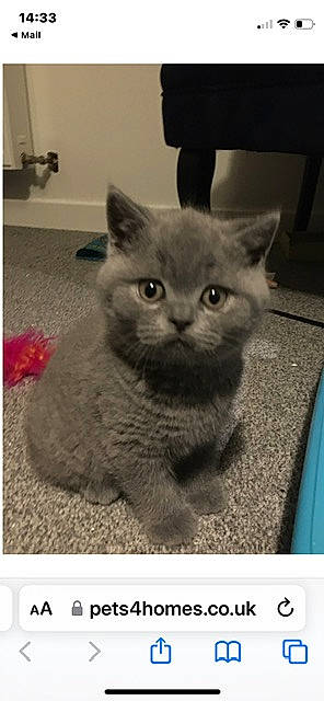 Andy is registered to the contest to win money with this photo: carnivore, cat, comfort, domestic_short_haired_cat, felidae, fur, grey, paw, russian_blue, sitting, small_to_medium_sized_cats, snout, terrestrial_animal, whiskers