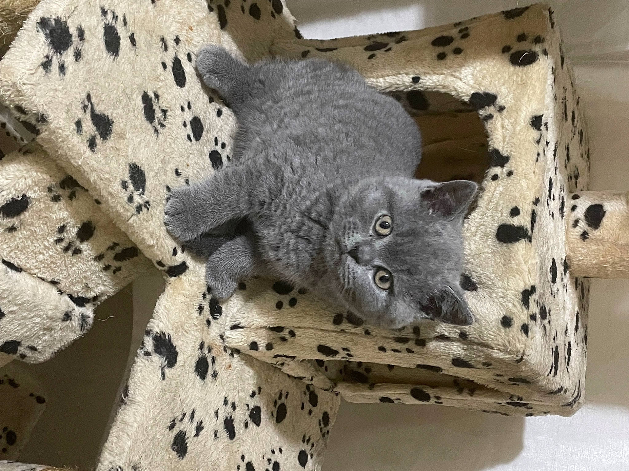 Andy joined the competition — help win amazing prizes! art, carnivore, cat, cat_supply, domestic_short_haired_cat, felidae, fur, grey, linens, pattern, russian_blue, shelf, small_to_medium_sized_cats, snout, tail, whiskers, wood