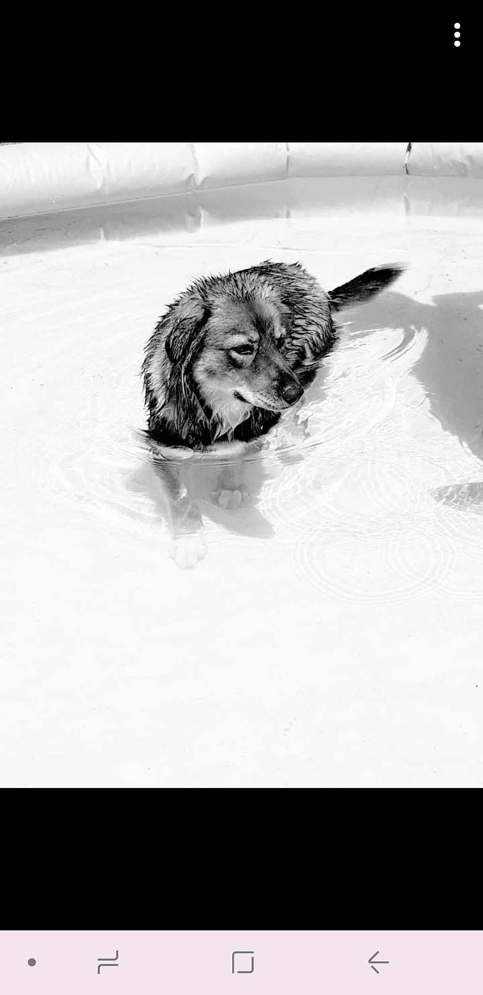 Kiara a rejoint le concours — aidez-le/la à gagner de superbes lots ! black_and_white, canidae, carnivore, dog, dog_breed, english_cocker_spaniel, eye, monochrome, monochrome_photography, photography, puppy, snout, snow, sporting_group, stock_photography, style, white