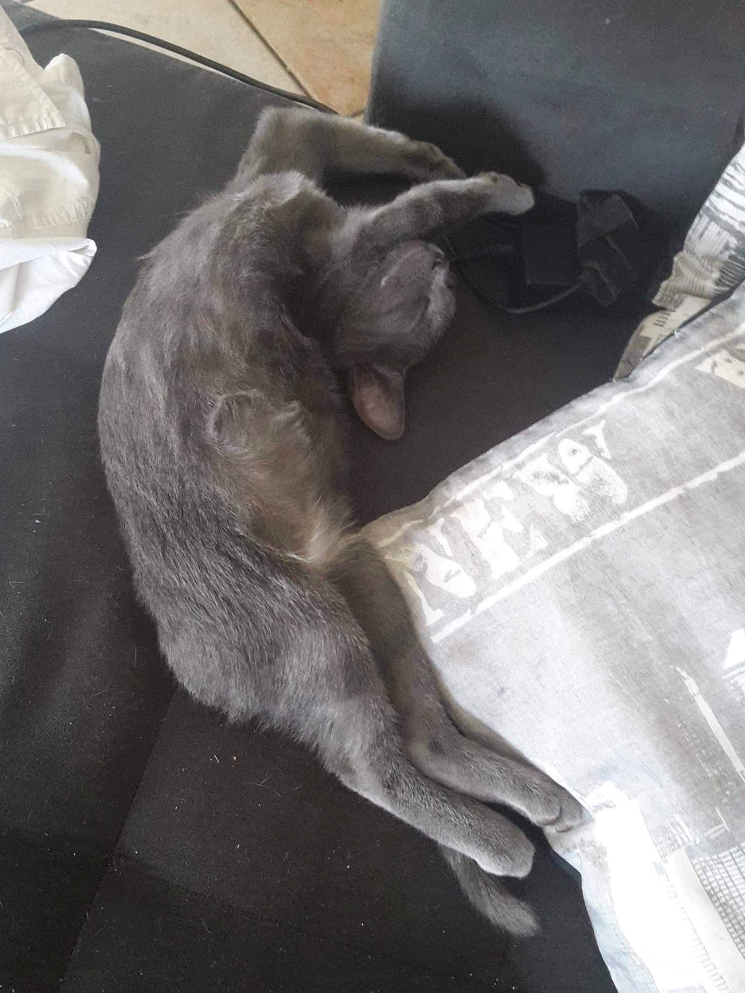 Xéna a rejoint le concours — aidez-le/la à gagner de superbes lots ! british_shorthair, carnivore, cat, chartreux, felidae, hand, korat, russian_blue, small_to_medium_sized_cats, sporting_group, tail