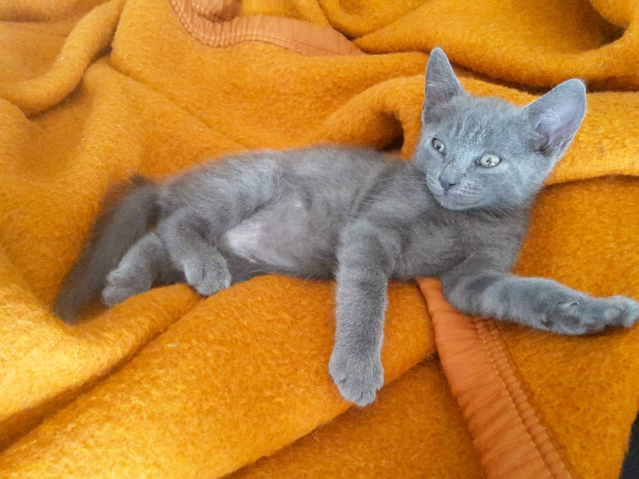 Xéna a rejoint le concours — aidez-le/la à gagner de superbes lots ! asian, british_shorthair, carnivore, cat, chartreux, domestic_short_haired_cat, fawn, felidae, kitten, korat, mammal, nebelung, russian_blue, small_to_medium_sized_cats, vertebrate, whiskers
