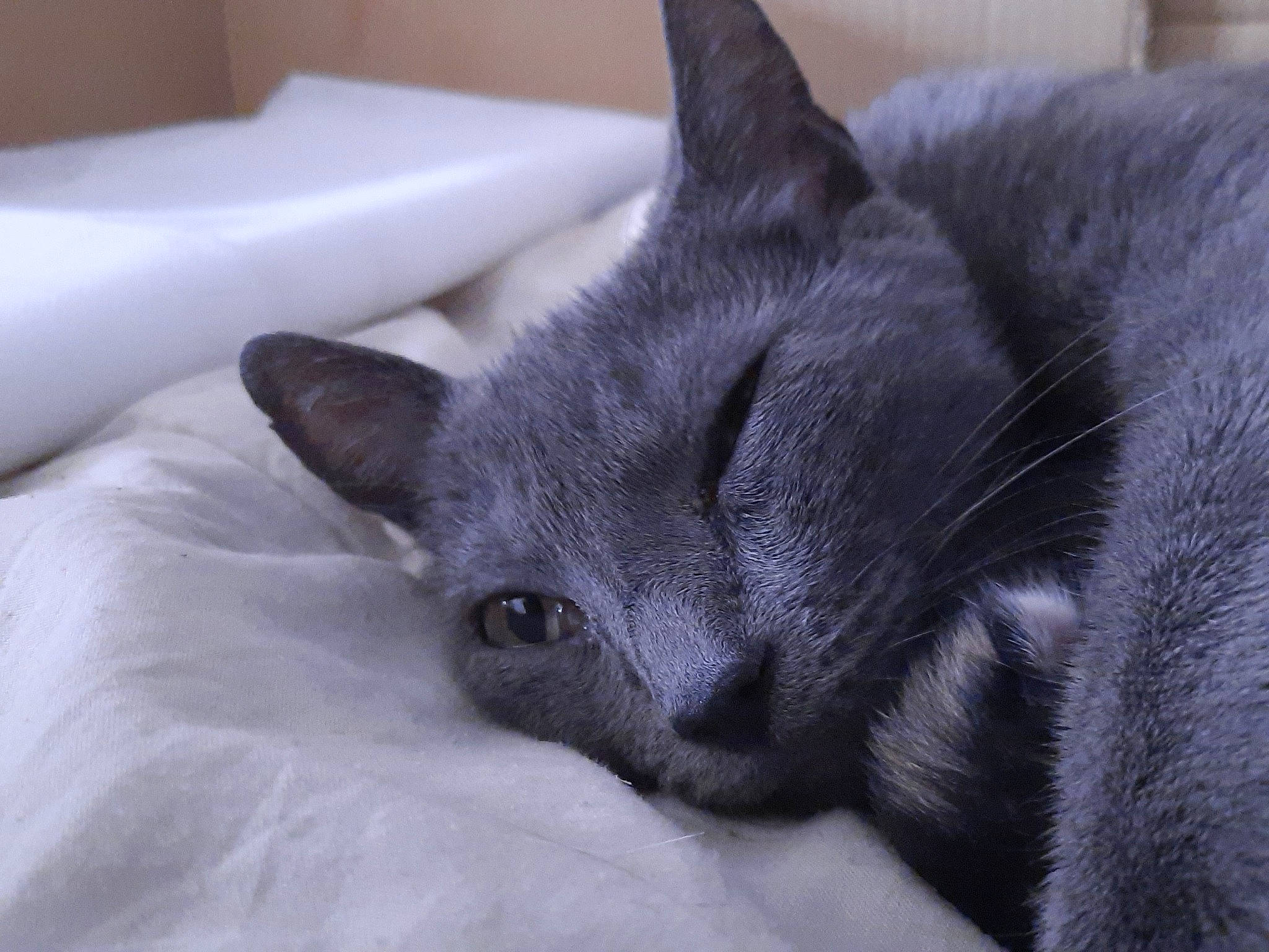 Xéna participe au concours pour gagner de l'argent avec cette photo : asian, black_cat, british_shorthair, burmese, carnivore, cat, chartreux, domestic_short_haired_cat, felidae, german_rex, korat, mammal, nap, nebelung, russian_blue, small_to_medium_sized_cats, snout, vertebrate, whiskers