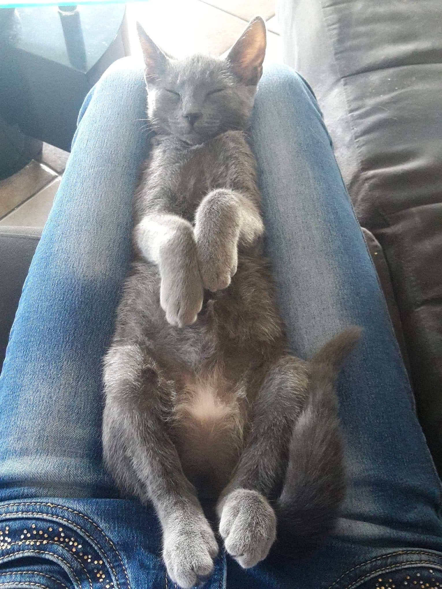 Xéna a rejoint le concours — aidez-le/la à gagner de superbes lots ! british_shorthair, carnivore, cat, chartreux, domestic_short_haired_cat, ear, felidae, fur, kitten, korat, mammal, nap, nebelung, russian_blue, sky, sleep, small_to_medium_sized_cats, snout, vertebrate, whiskers