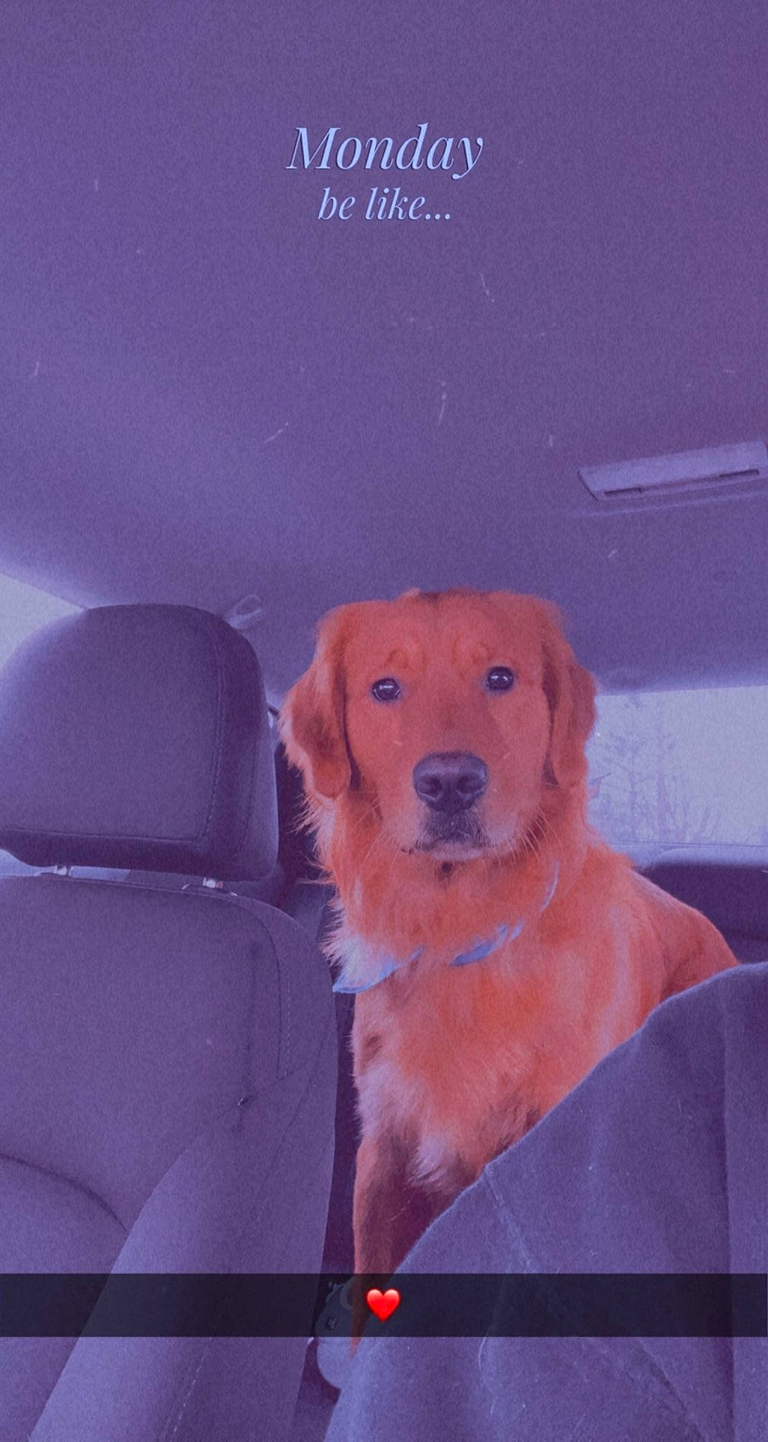 Mando joined the competition — help win amazing prizes! canidae, carnivore, collar, companion_dog, dog, dog_breed, dog_collar, electric_blue, fawn, freezing, fur, gun_dog, labrador_retriever, photo_caption, retriever, snout, sporting_group, whiskers, winter, working_animal