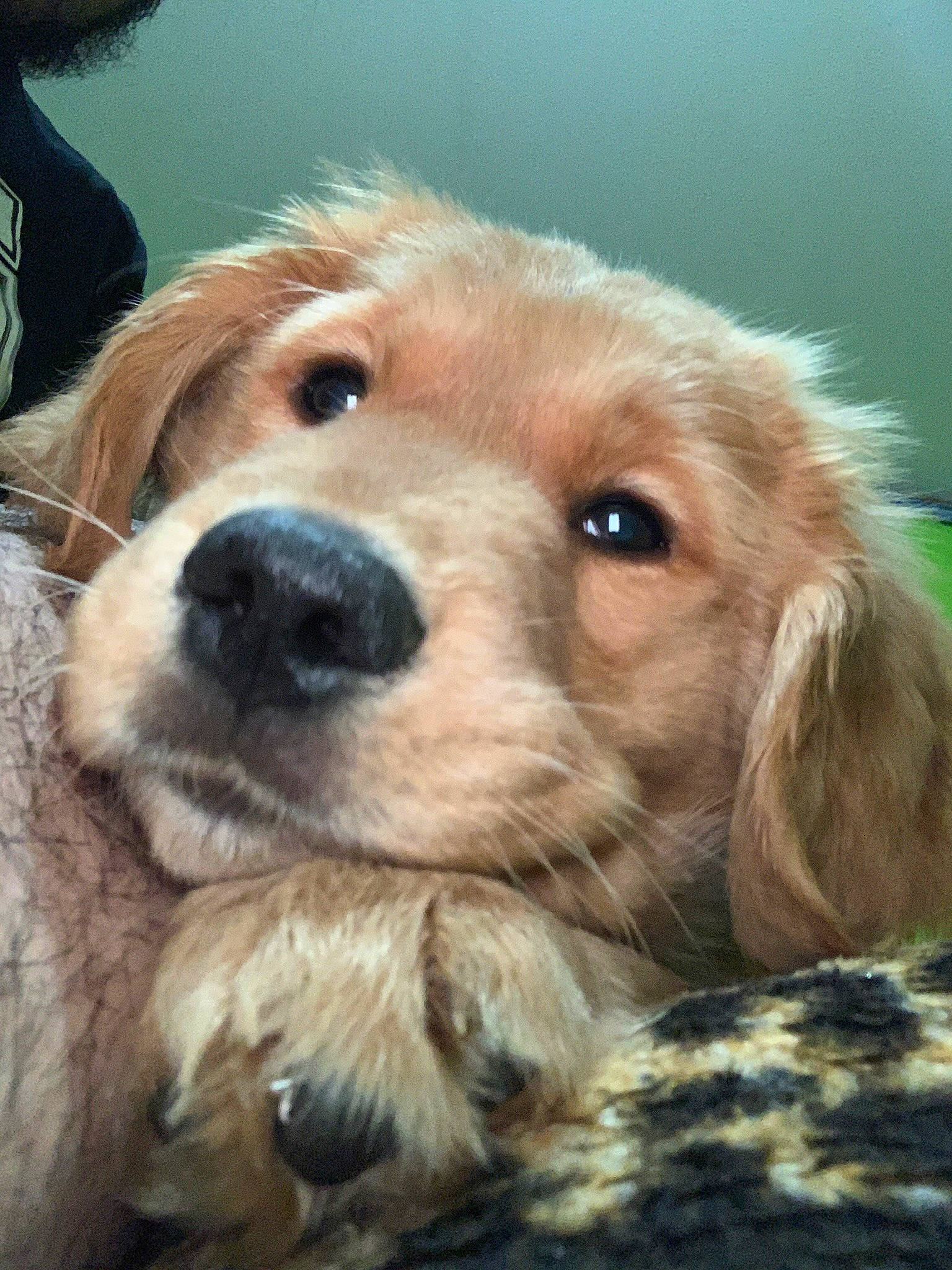 Mando joined the competition — help win amazing prizes! canidae, carnivore, close_up, cocker_spaniel, companion_dog, dog, dog_breed, fawn, fur, liver, pet_supply, retriever, smile, snout, spaniel, sporting_group, terrestrial_animal, terrier, whiskers, working_animal