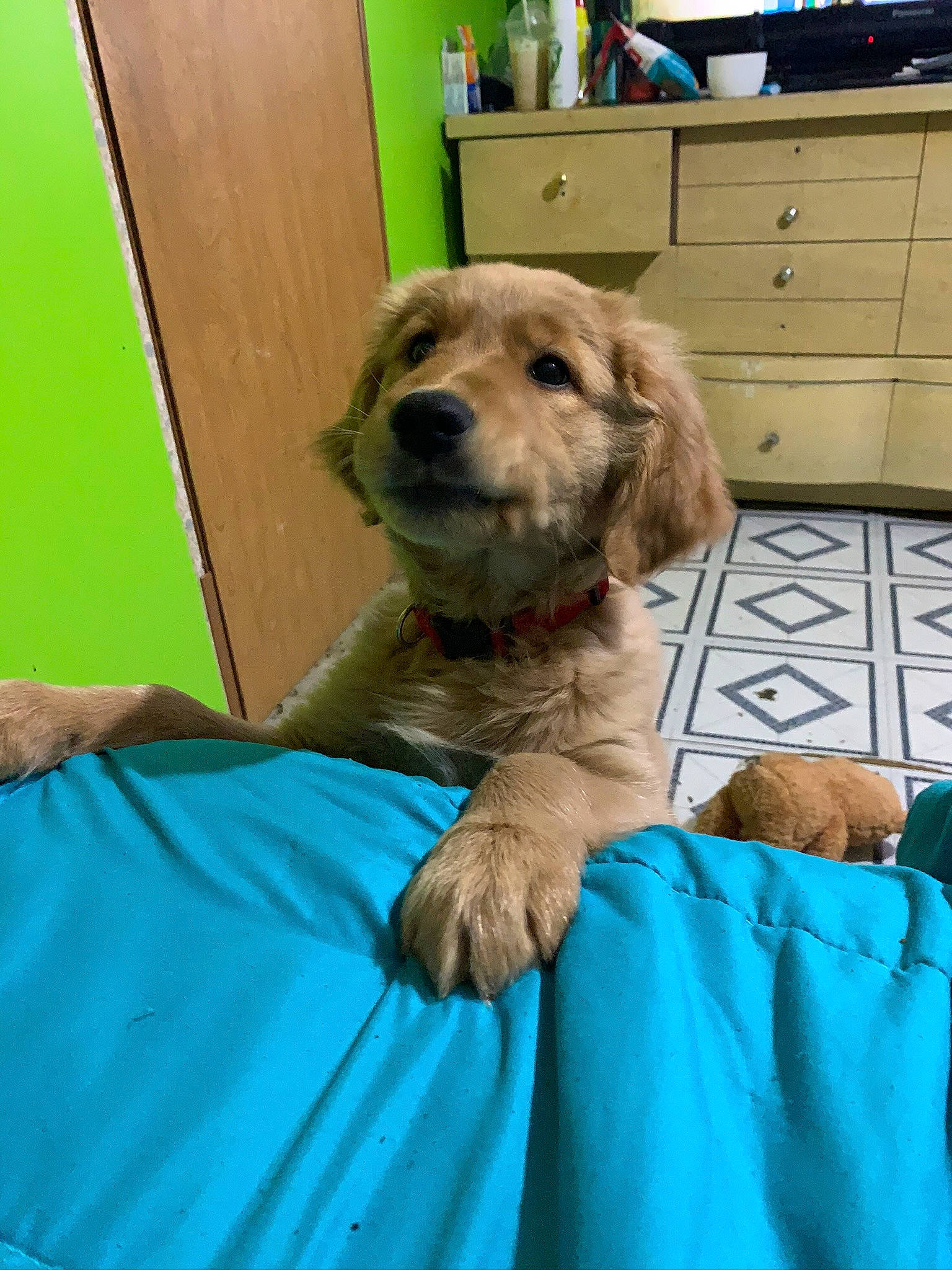 Mando joined the competition — help win amazing prizes! blue, cabinetry, carnivore, chair, chest, chest_of_drawers, chiffonier, companion_dog, dog, dog_breed, dog_collar, drawer, dresser, fawn, fur, gun_dog, hardwood, snout, wood, working_animal