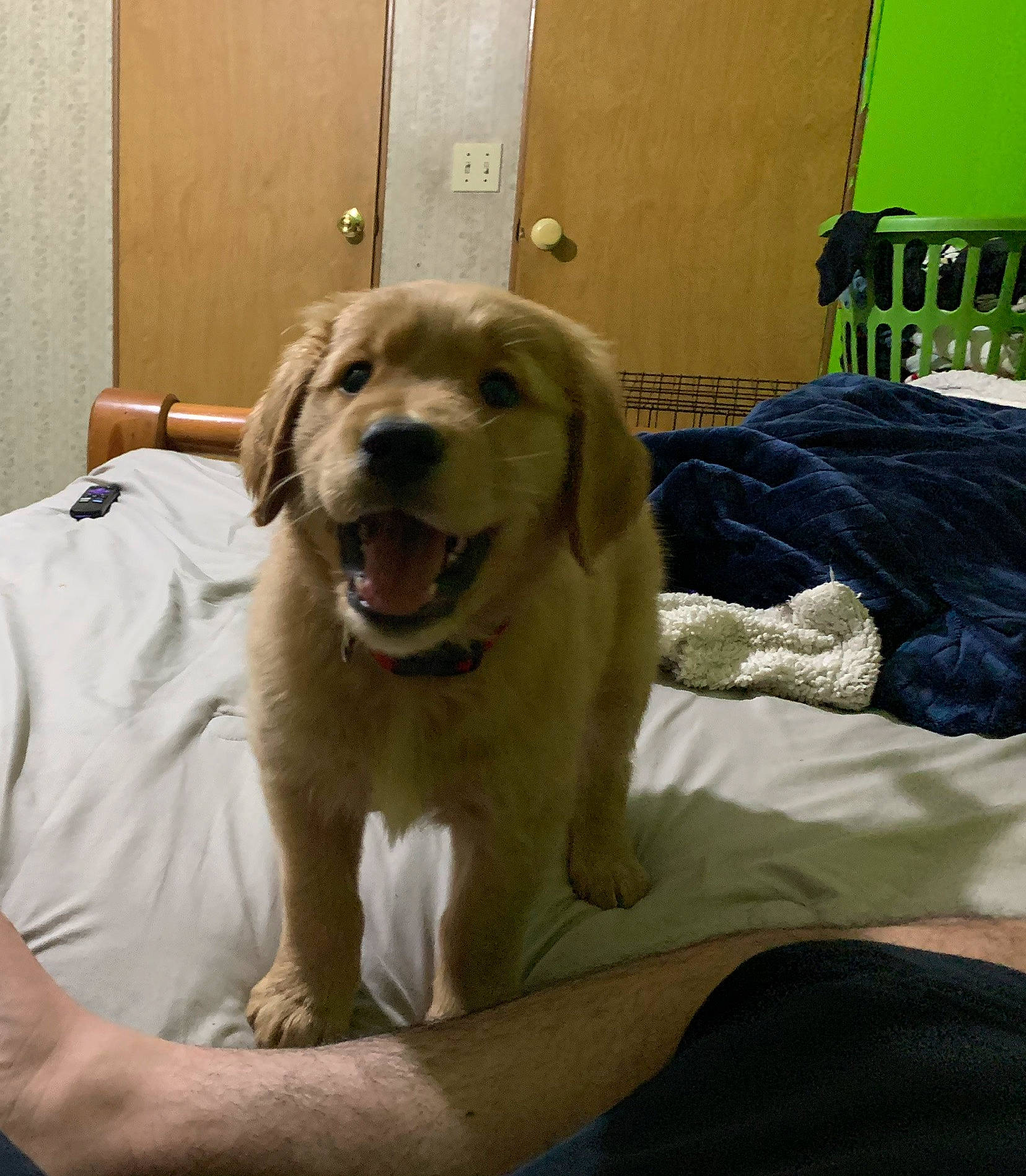 Mando joined the competition — help win amazing prizes! carnivore, comfort, companion_dog, dog, dog_breed, door, fang, fawn, fur, golden_retriever, great_pyrenees, gun_dog, happy, plant, retriever, smile, snout, sporting_group, whiskers, working_animal