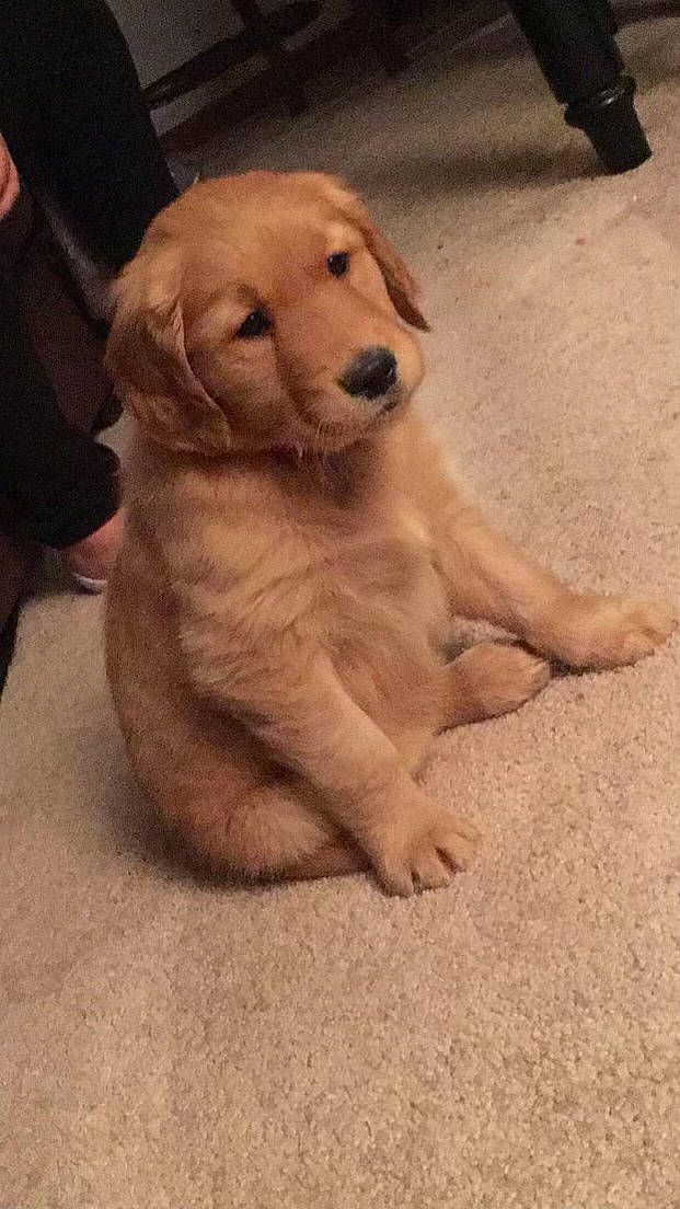 Mando joined the competition — help win amazing prizes! ancient_dog_breeds, canidae, carnivore, companion_dog, dog, dog_breed, fawn, flooring, foot, fur, labrador_retriever, non_sporting_group, paw, retriever, snout, sporting_group, tail, terrestrial_animal, whiskers, working_animal