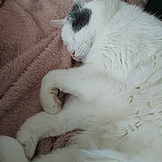 Noopy participe au concours pour gagner de l'argent avec cette photo : bed, cat, close_up, cozy_blanket, curled_up, domestic_cat, feline, fur_detail, indoor, nap, paws, pet, pink_nose, portrait, quiet, relaxed, sleeping_cat, soft_texture, whiskers, white_fur
