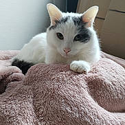 Noopy participe au concours pour gagner de l'argent avec cette photo : cat, pet, animal, feline, white_cat, grey_markings, blanket, pink_blanket, paw, whiskers, ears, fur, close_up, portrait, indoor, bed, relaxed, resting, cute, home
