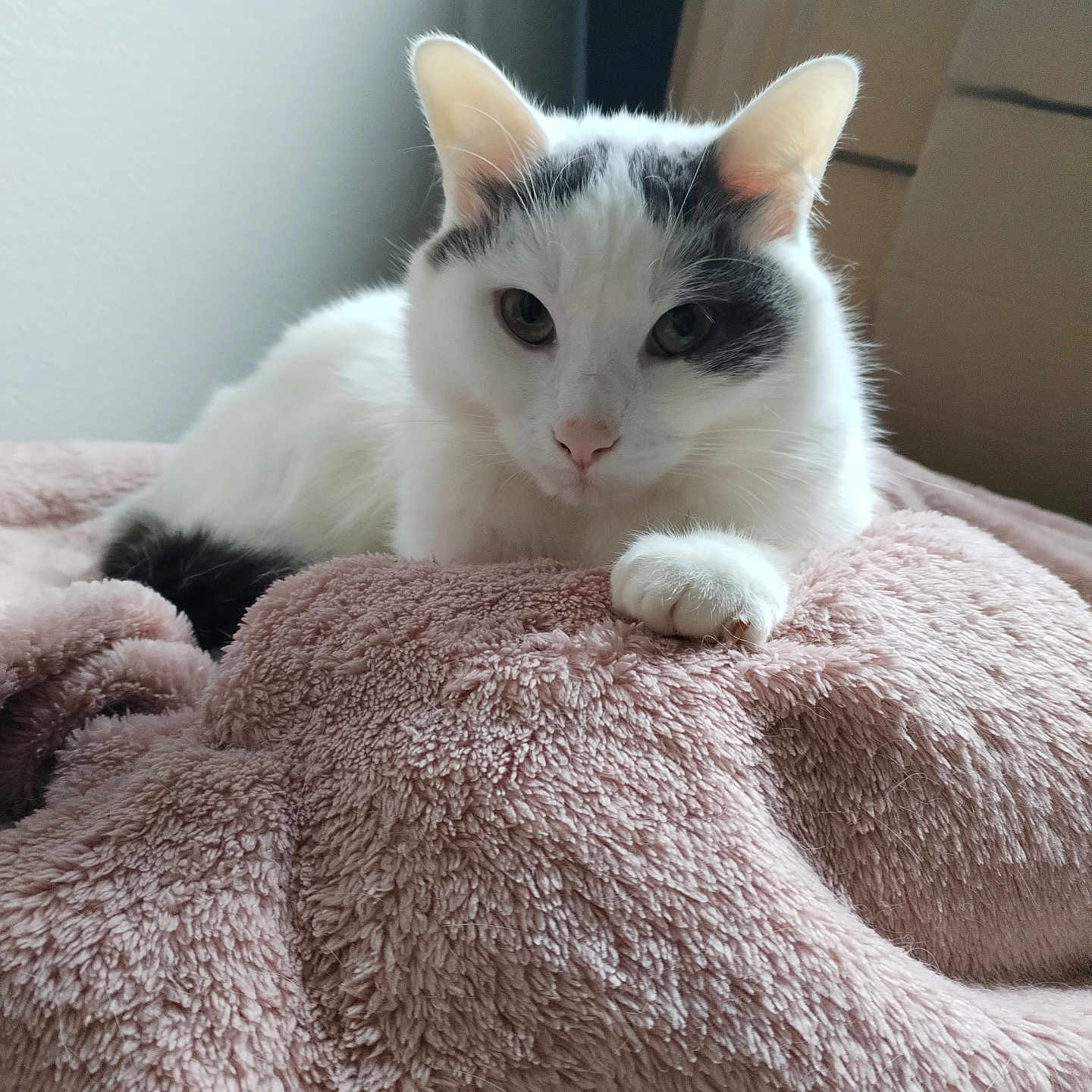 Noopy participe au concours pour gagner de l'argent avec cette photo : animal, bed, blanket, cat, close_up, cute, ears, feline, fur, grey_markings, home, indoor, paw, pet, pink_blanket, portrait, relaxed, resting, whiskers, white_cat
