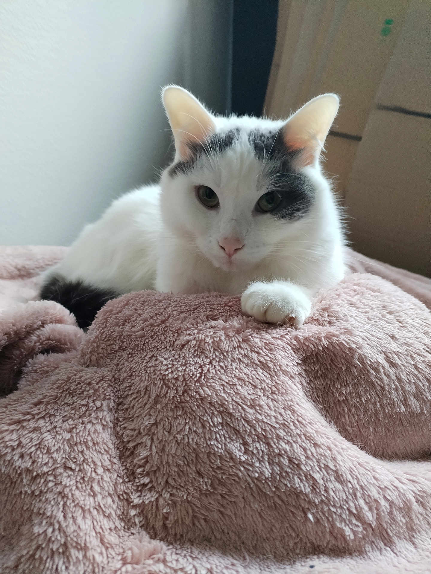 Noopy participe au concours pour gagner de l'argent avec cette photo : cat, pet, animal, feline, white_cat, grey_markings, blanket, pink_blanket, paw, whiskers, ears, fur, close_up, portrait, indoor, bed, relaxed, resting, cute, home