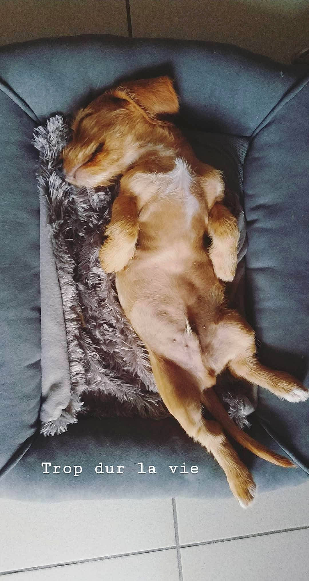 Peter participe au concours pour gagner de l'argent avec cette photo : canidae, carnivore, companion_dog, fawn, fur, puppy