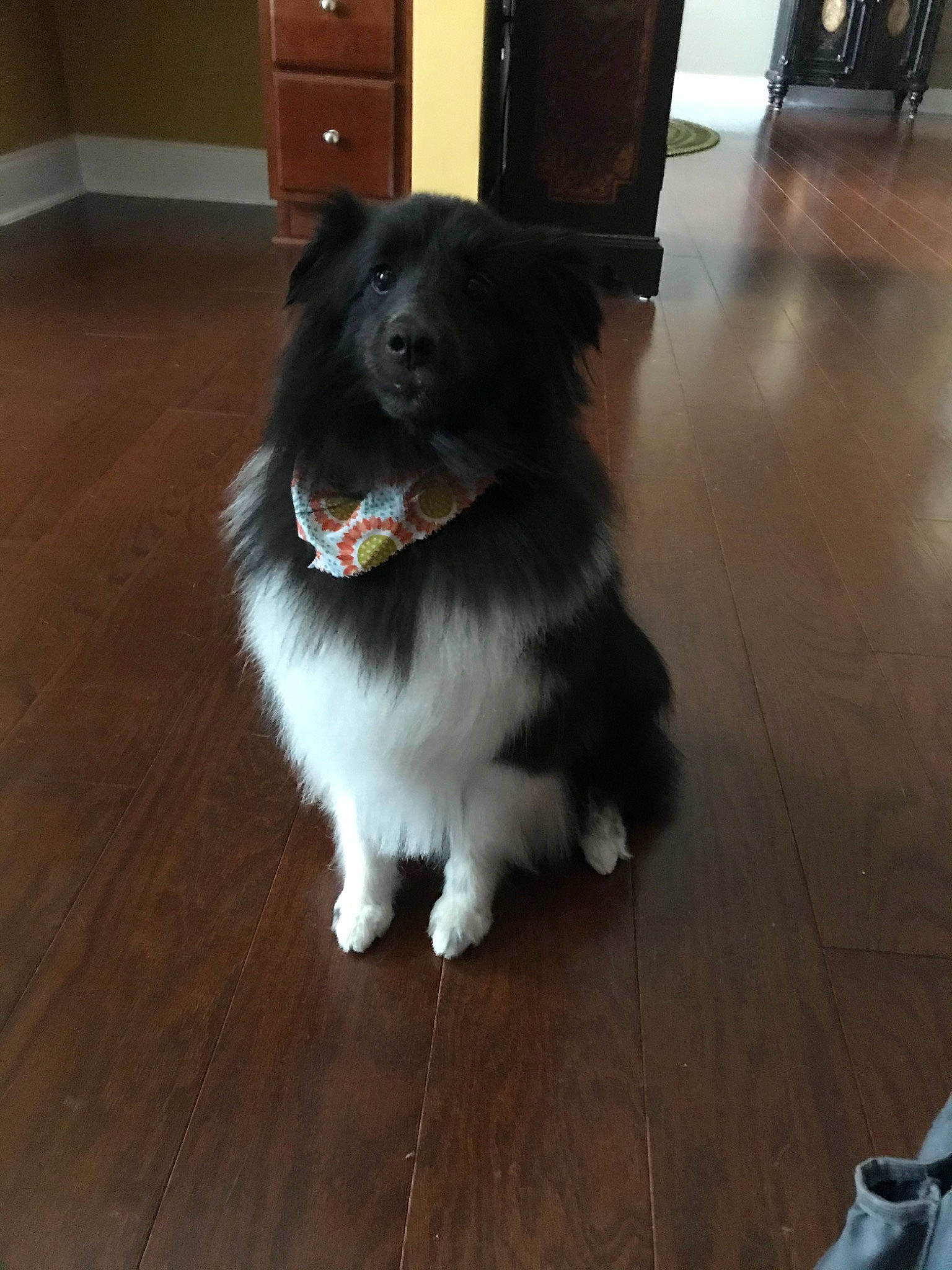 Holly is registered to the contest to win money with this photo: border_collie, canidae, carnivore, companion_dog, dog, dog_breed, elo, floor, flooring, fur, hardwood, mammal, puppy, shetland_sheepdog, sporting_group, wood