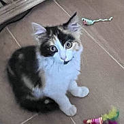 Bella participe au concours pour gagner de l'argent avec cette photo : kitten, cat, pet, indoor, floor, toy, feathers, curious, animal, feline, small, white, brown, black, playful, ears, eyes, sitting, cute, fur