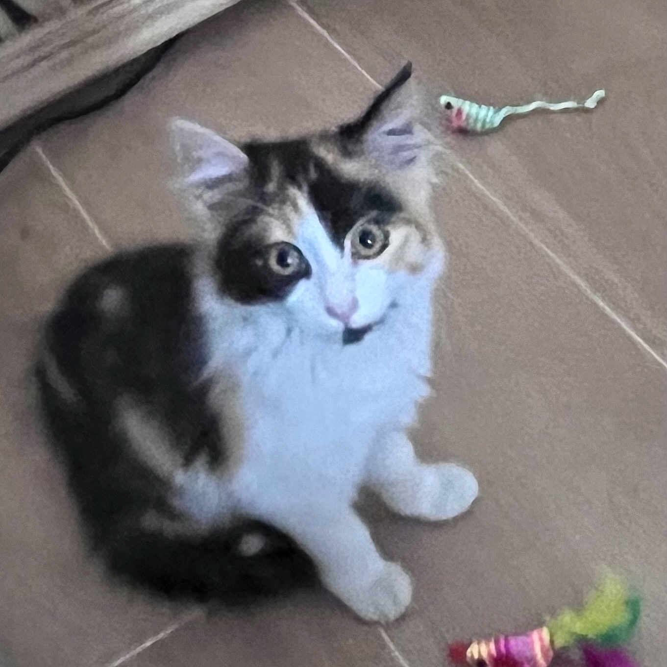 Bella