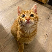 Celeste participe au concours pour gagner de l'argent avec cette photo : abyssinian, angora, animal, cat, hardwood, indoors, interiordesign, kitten, manx, pet, plywood, stainedwood, wood