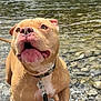 dog, animal, water, river, rocks, outdoor, pet, closeup, tan, collar, leash, playful, happy, nature, summer, mammal, canine, wet, expression, daylight